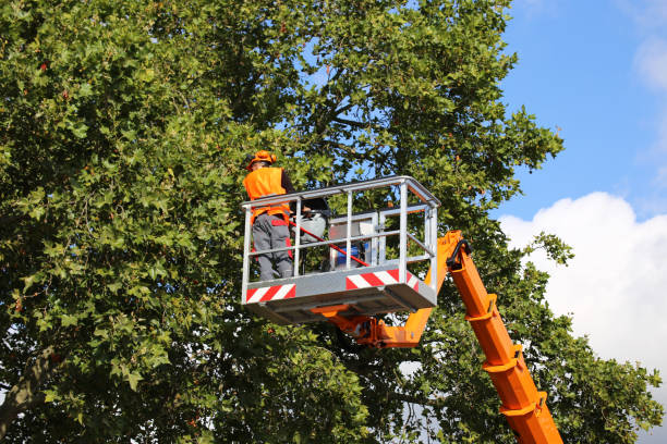 Best Storm Damage Tree Cleanup  in Ivanhoe, CA